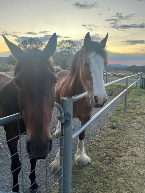 Visit Murrumbateman: Burnelee Excursions On Horseback